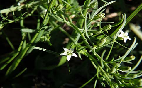 百蕊草